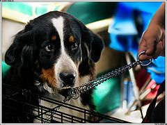 фото "а чё чуть штО сразу ... на цепь! на цепь!"