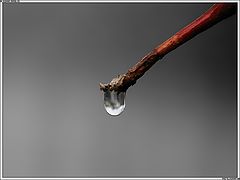 photo "lasT DrOp"