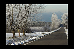 фото "frozen way"