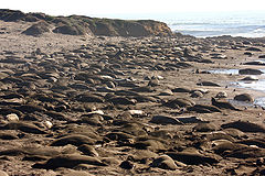 фото "Elephant Seals on the beach"