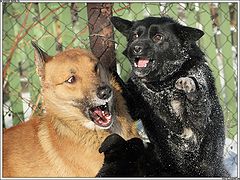 photo "DOgs frightened each Other"