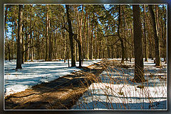 photo "Snow does not thaw"