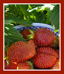 photo "Strawberry"