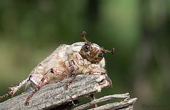 фото "Отдыхающий жук"