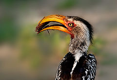 photo "Southern yellow-billed hornbill"