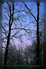 photo "The moon has got confused in branches"