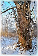 photo "Old osokr"