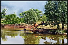 photo "Watering place"