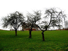 photo "Three sisters"