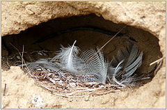 photo "swallow's nest in incision"