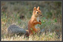 photo "Give nuts for stocks"