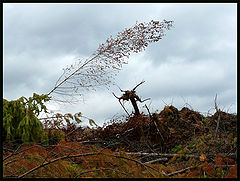 photo "evil spirit of the devastated forest"