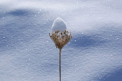 photo "I`m wait spring"