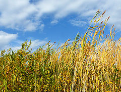 photo "golden grass"