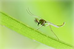 фото "Mosquito"