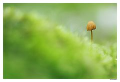 photo "Only mushroom"