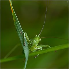 фото "кузнечик"