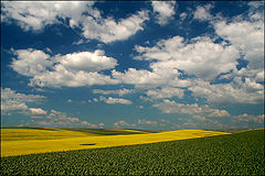 фото "Yellow field"