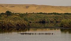 фото "On the NILE"