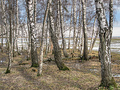 фото "Весеннее"