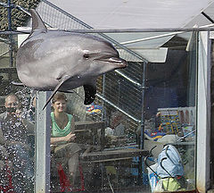 фото "Дельфин с вертикальным взлетом."