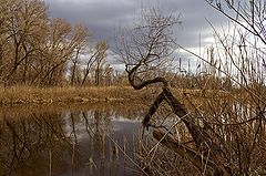 фото "В плавнях ..."