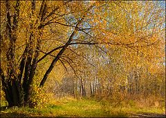 фото "Осенний наряд"