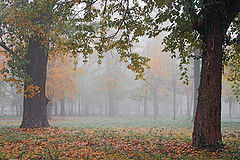 фото "Осеннее утро в парке"