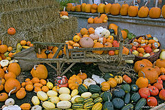 photo "Season of Pumpkins"