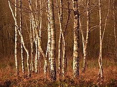 фото "la danse des arbres"