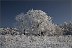 фото "Зимние прогулки ..."