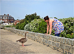 photo "Fear of geese"