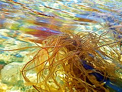 photo "Seaweed"
