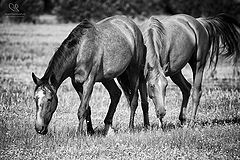 photo "Cavalos"