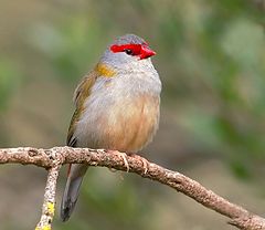 photo "Red-browed finch"