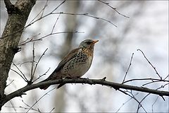 фото "Дрозд весенний"