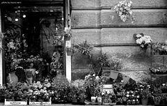 photo "flowers shop"