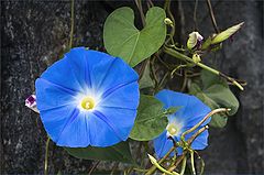 фото "Синие цветы"