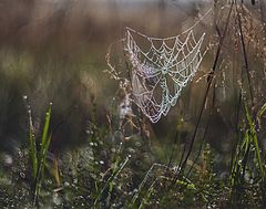 фото "Ажурное утро..."