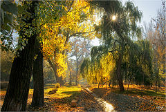 фото "Вязала осень банты деревьям желтые"