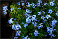 photo "Forget-me-nots"