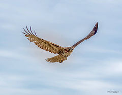  Red-tailed hawk