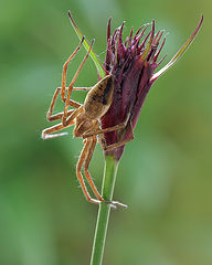    (. Agelena labyrinthica)