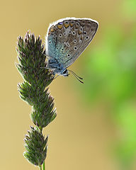    (. Polyommatus icarus)