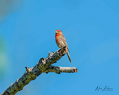  House finch