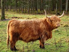  Highland's cow