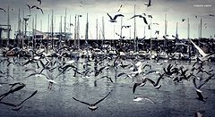  seagulls