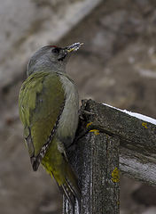  ́     (. Picus canus)