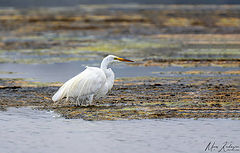  Snowy Egret