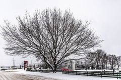 фото "Зимний дуб"